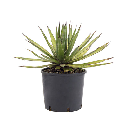 Agave filifera - (Vaso 18 cm)