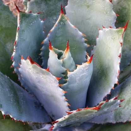 Agave guadalajarana - (Vaso 10 cm)