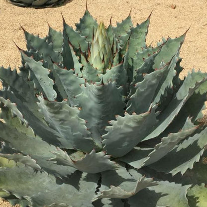 Agave guadalajarana - (Vaso 10 cm)