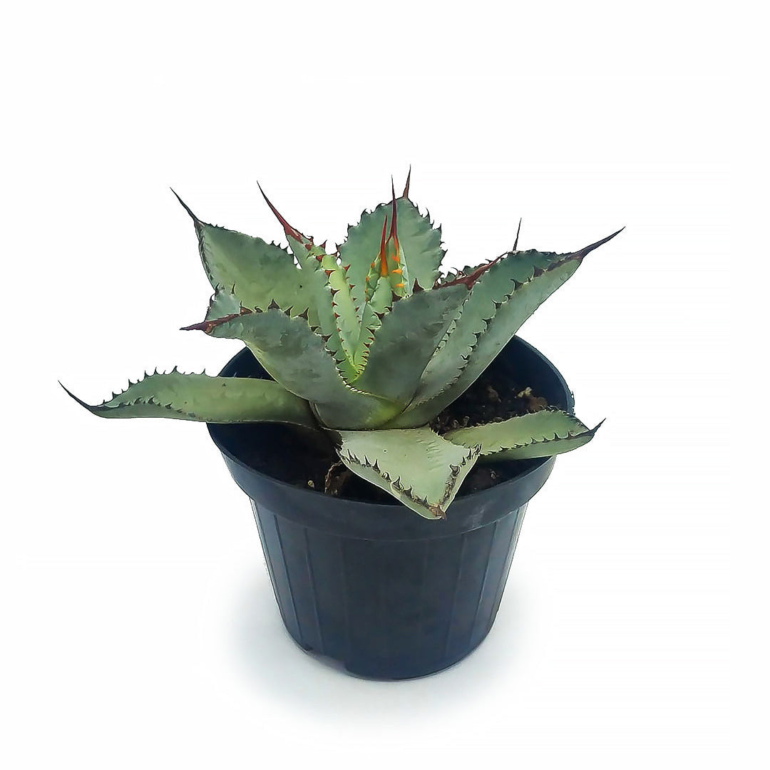 Agave guadalajarana - (Vaso 10 cm)