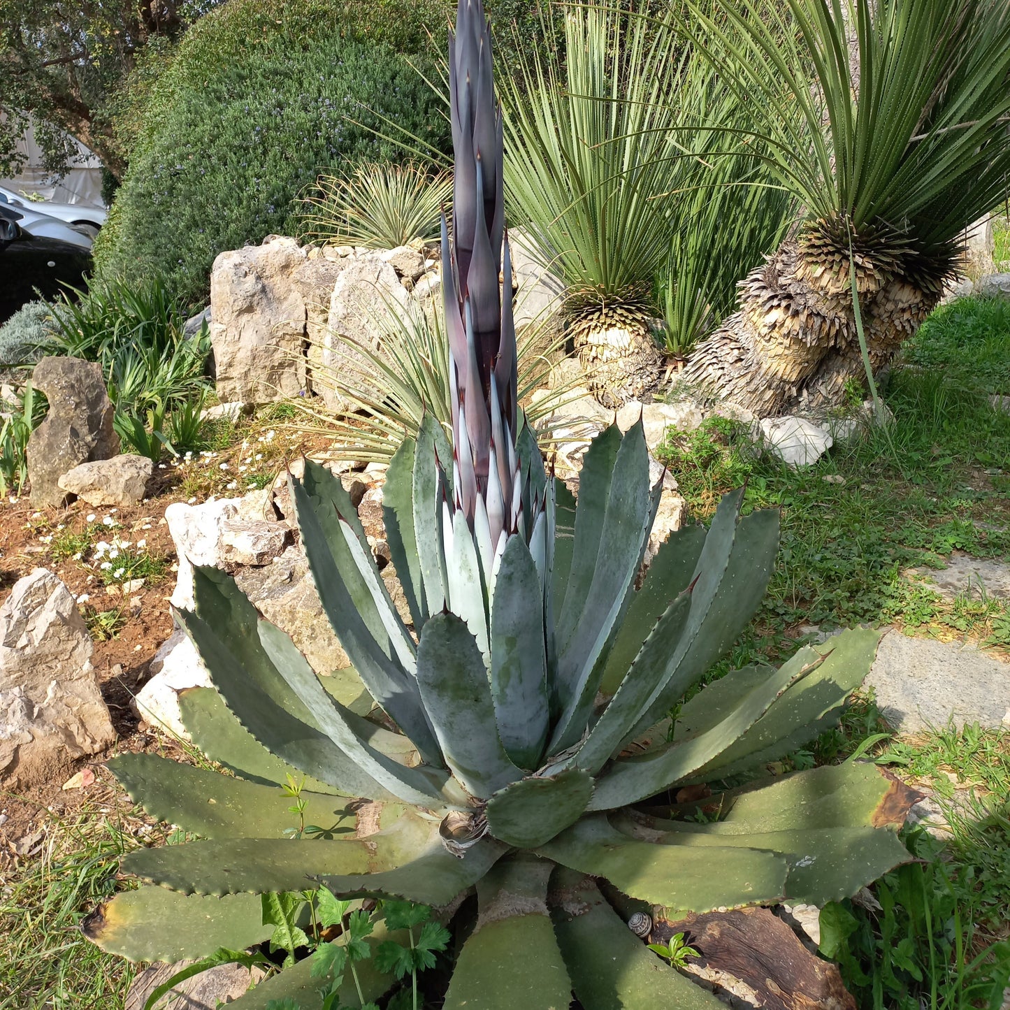 Agave guadalajarana - (Vaso 10 cm)