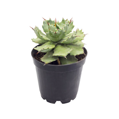 Agave potatorum f.ma minima - agave p. compact (14 cm pot)