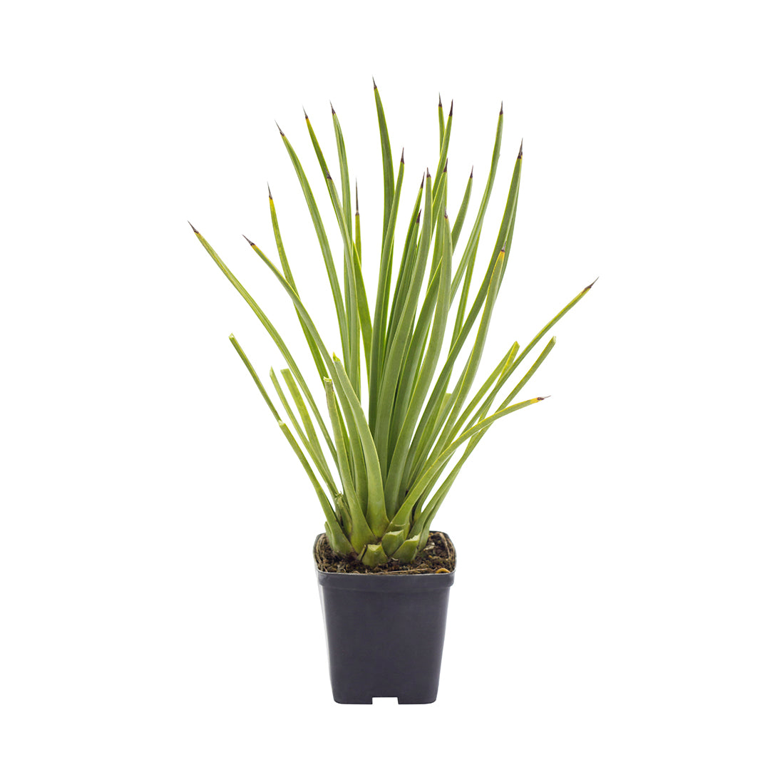 Agave stricta longifolia - (Vaso quadro 9x9x10 cm)