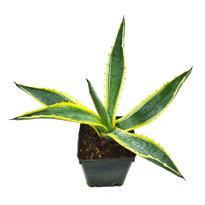 Agave Americana marginata - variegated agave (Square vase 9x9x10 cm)