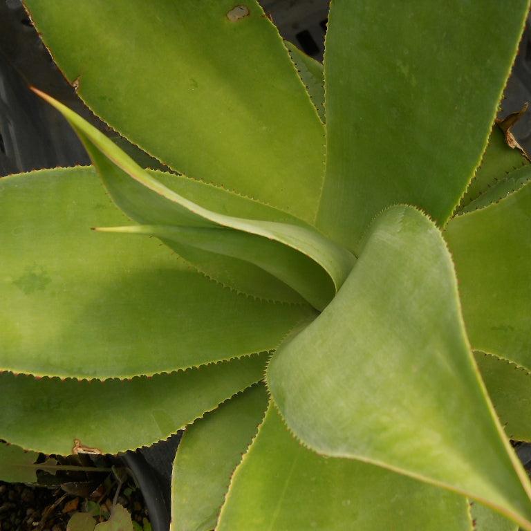 Agave celsii (sin. mitis) - agave cespitosa (Vaso 18 cm)