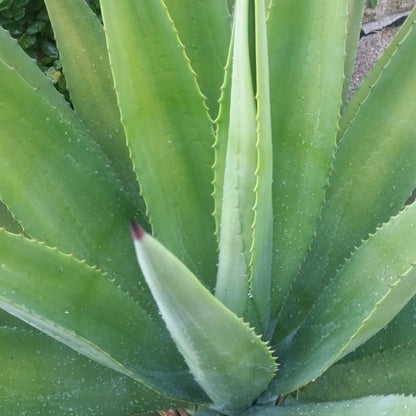 Agave decipiens - agave arborea (Pianta in seminiera)