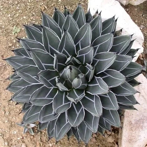 Agave ferdinandi-regis - agave (Vaso quadro 9x9x10 cm)