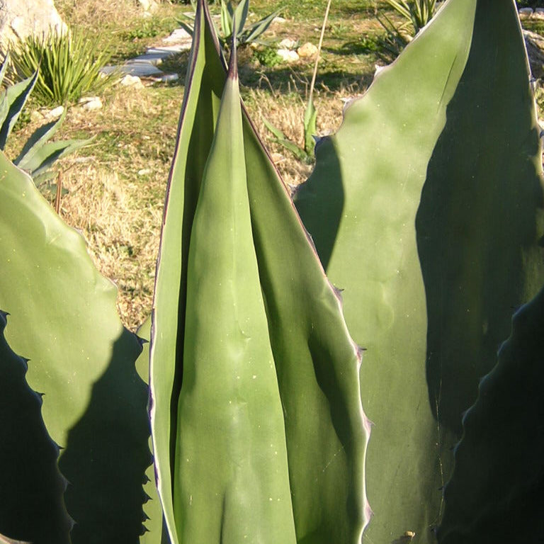 Agave salmiana var. ferox - agave spinosa (Vaso 14 cm)