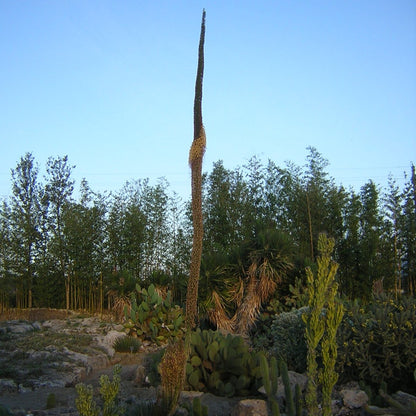 Agave filifera - (Vaso 18 cm)