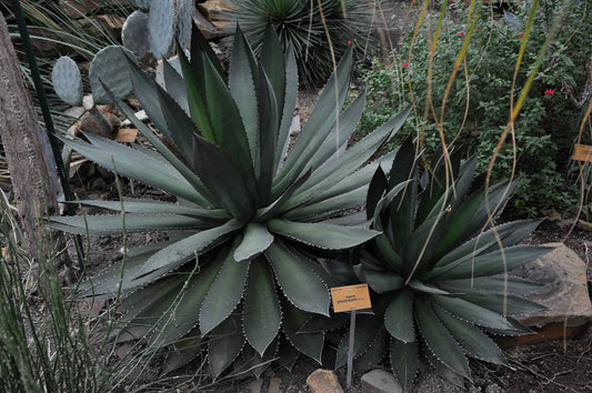 Agave ghiesbreghtii - (Pot 18 cm)