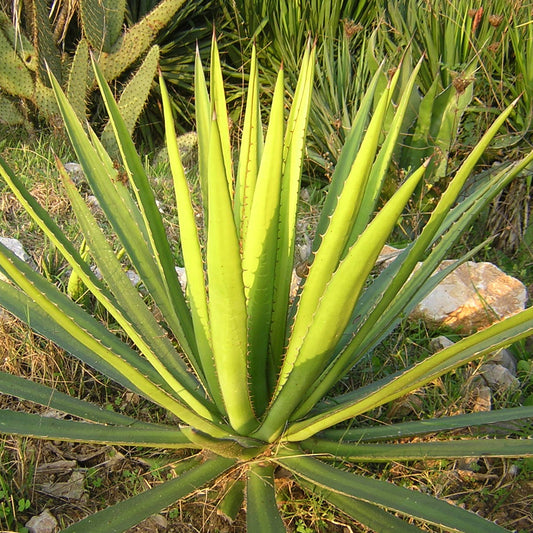Agave lophantha VivaiMDB vaso 18 cm, immagine pianta