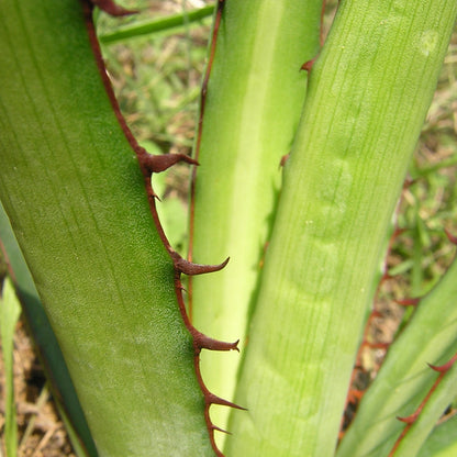 Foglia di agave lophantha, vaso di VivaiMDB