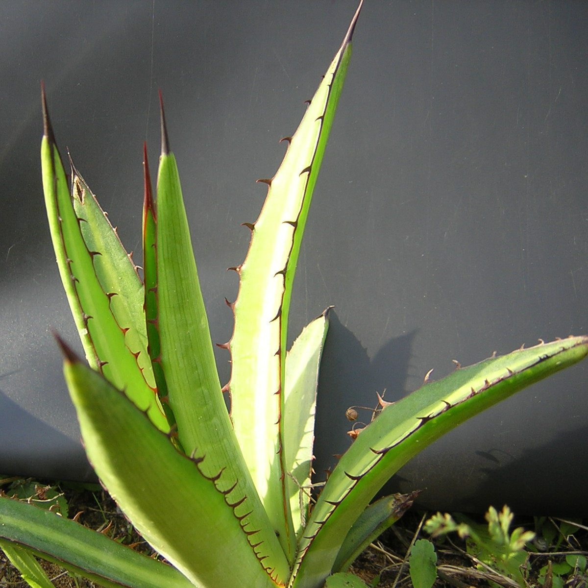 Foglie di agave lophantha pianta di vaso da 18 cm di VivaiMDB