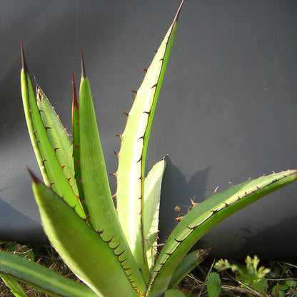 Foglie di agave lophantha pianta di vaso da 18 cm di VivaiMDB