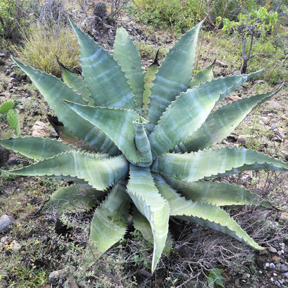 Agave marmorata - (Vaso 18 cm)