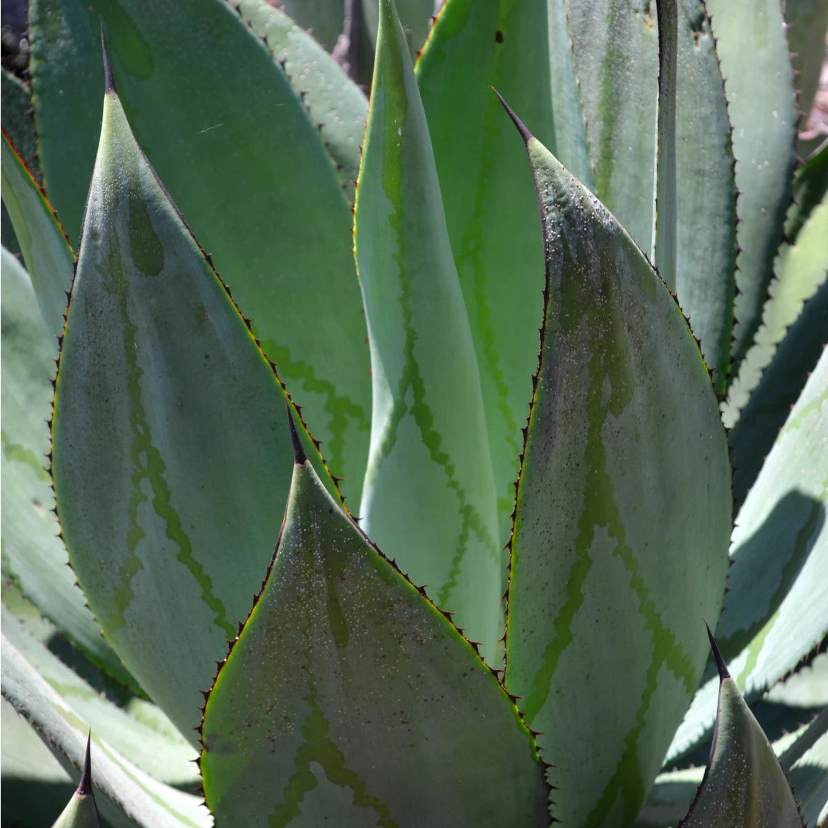 Agave marmorata - (Vaso 18 cm)