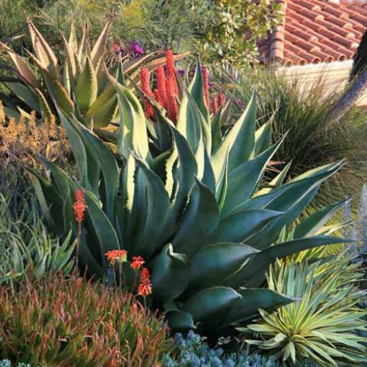 Agave marmorata - (Vaso 18 cm)