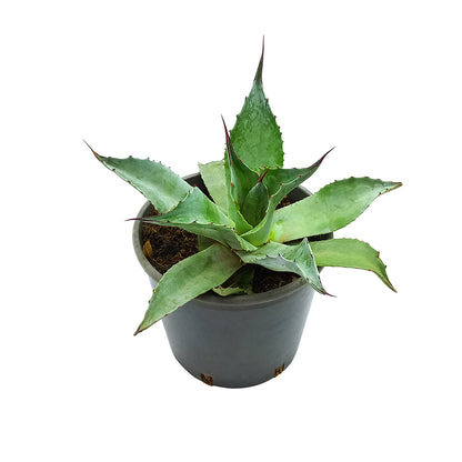 Agave ovatifolia - oval-leaved agave (18 cm pot)