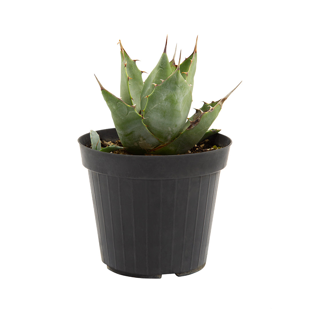 Agave parrasana - agave a foglie larghe (Vaso 15 cm)