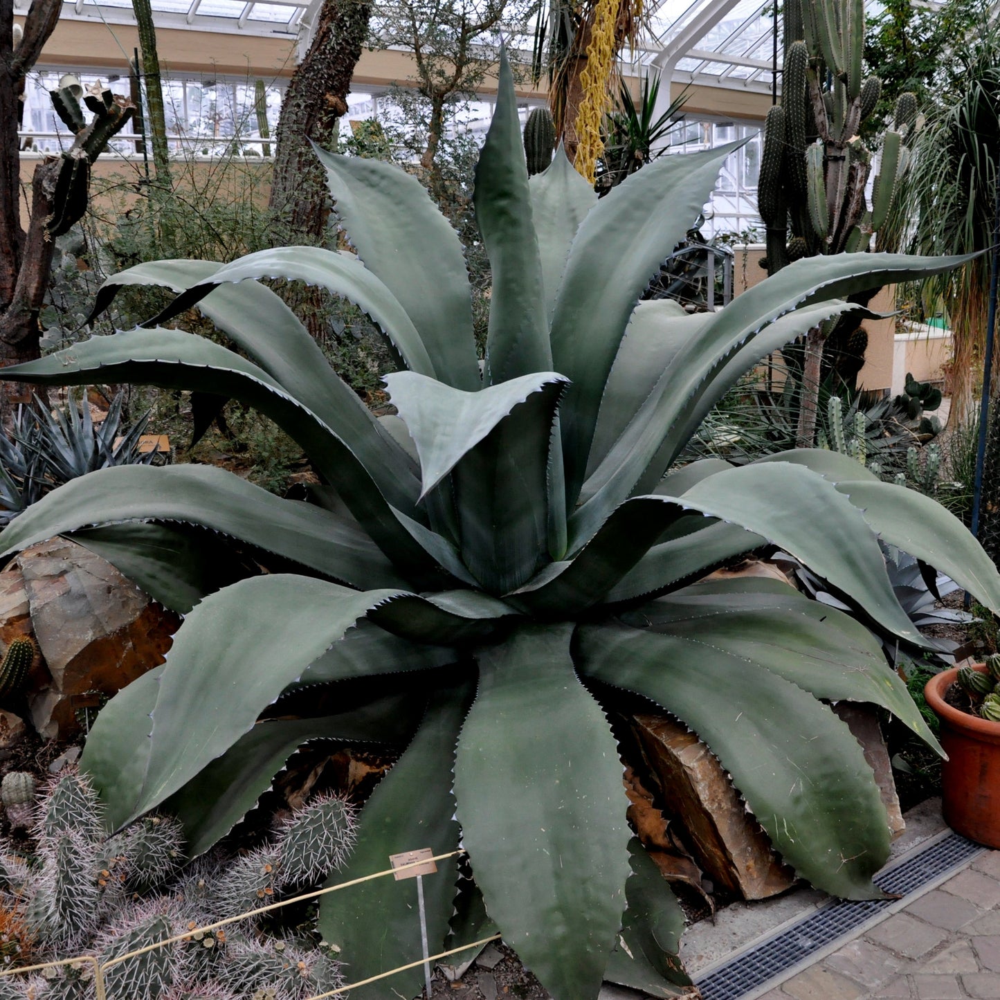 Agave salmiana var. ferox - agave spinosa (Vaso 14 cm)