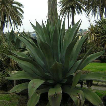 Agave salmiana var. ferox - agave spinosa (Vaso 14 cm)