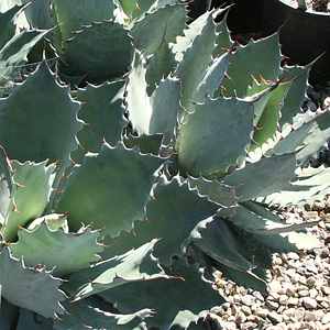 Agave seemanniana foglie di agave di VivaiMDB