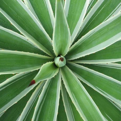 Agave sisalana marginata - (Vaso quadro 7x7x10 cm)