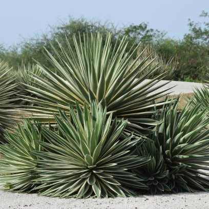 Agave sisalana marginata - (Vaso quadro 7x7x10 cm)