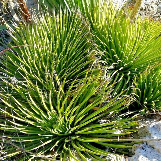 Agave striata f.ma rubra CAM 66 - (Vaso quadro 7x7x8 cm)