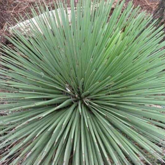 Agave stricta longifolia - (Vaso quadro 9x9x10 cm)