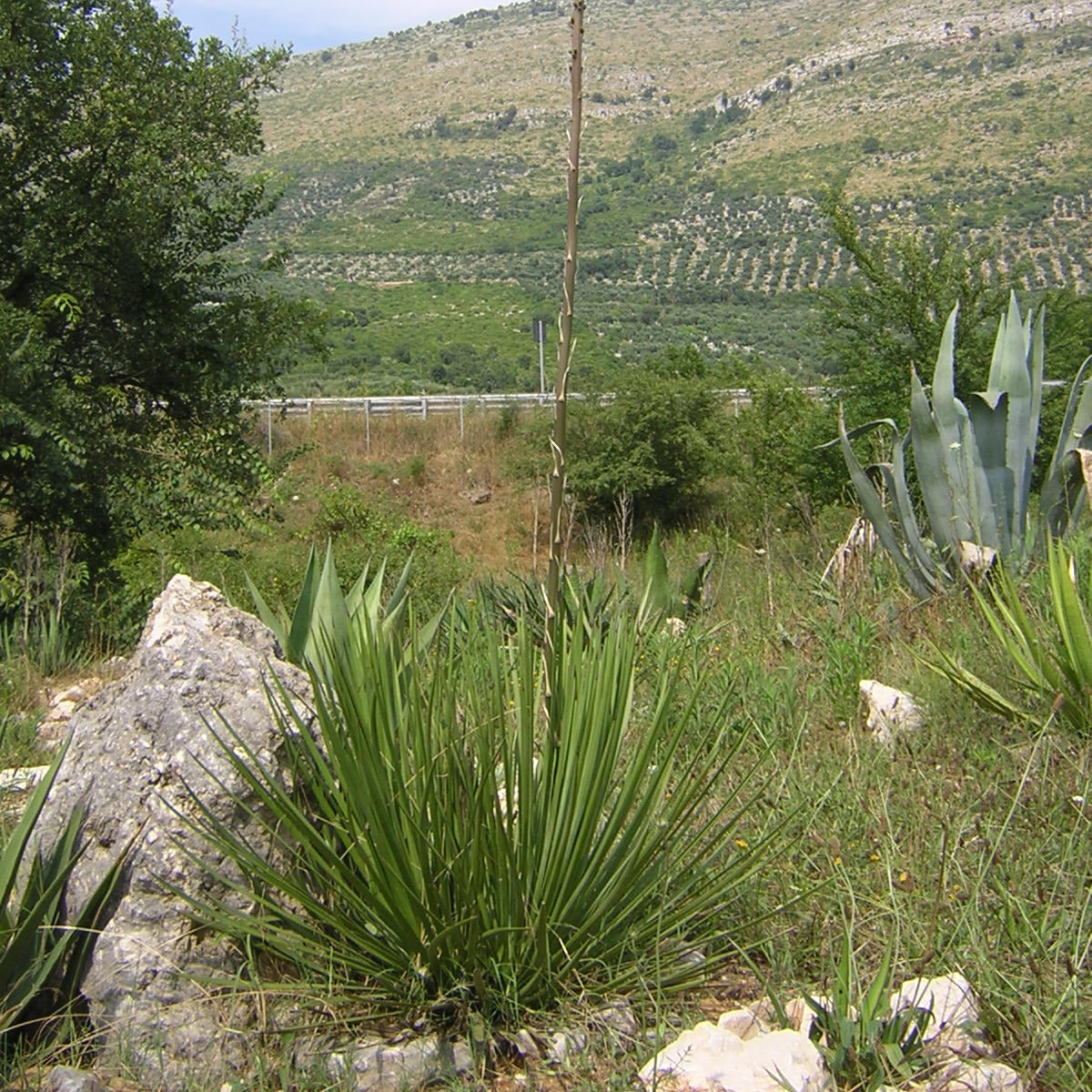 Agave stricta longifolia - (Vaso quadro 9x9x10 cm)