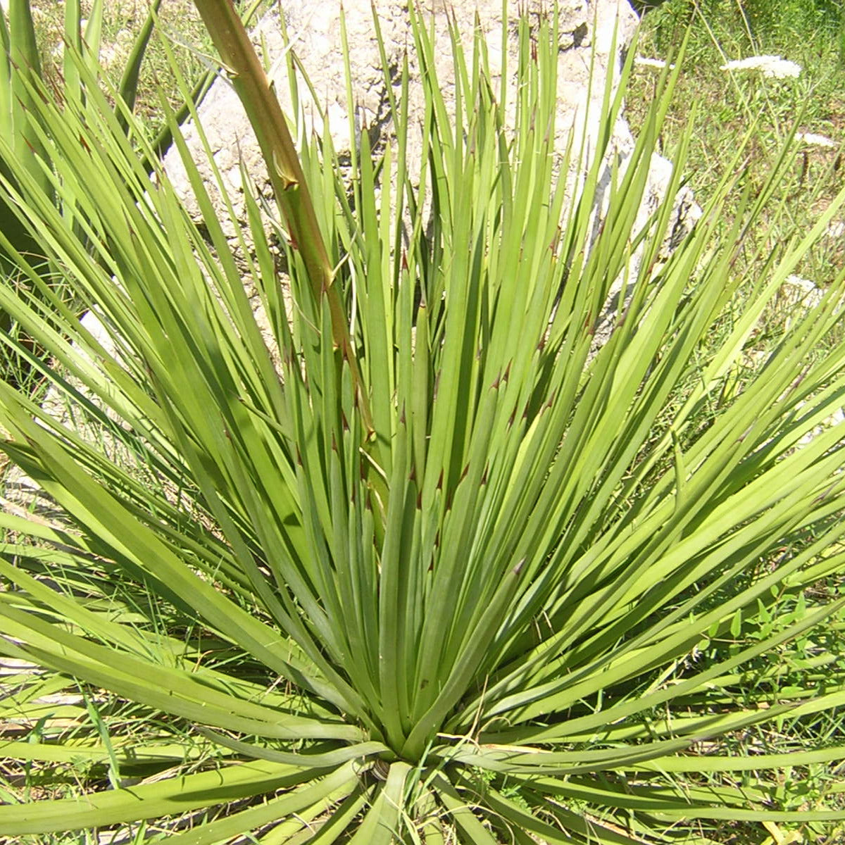 Agave stricta longifolia - (Vaso quadro 9x9x10 cm)