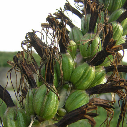 Agave stricta longifolia - (Vaso quadro 9x9x10 cm)