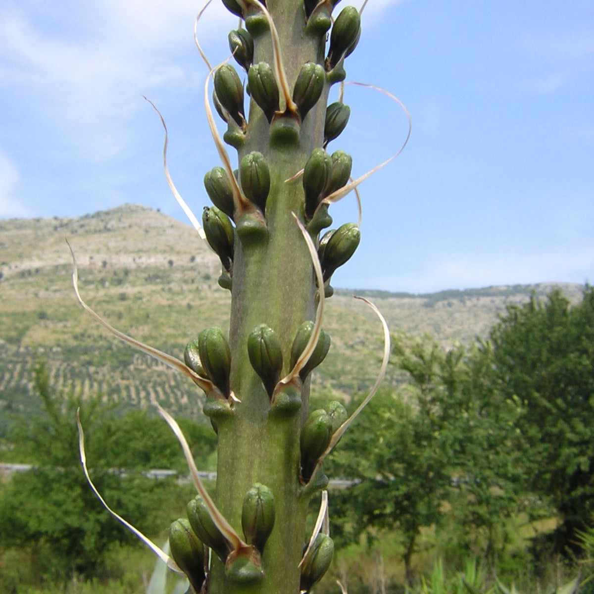 Agave stricta longifolia - (Vaso quadro 9x9x10 cm)