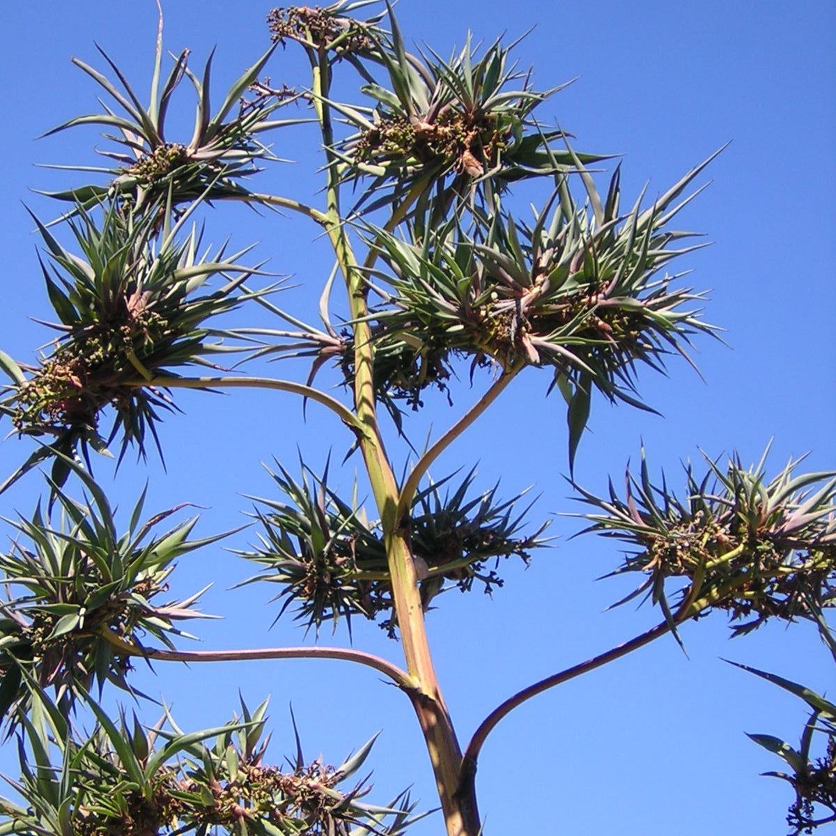 Agave tequilana - tequila agave (7cm square vase)