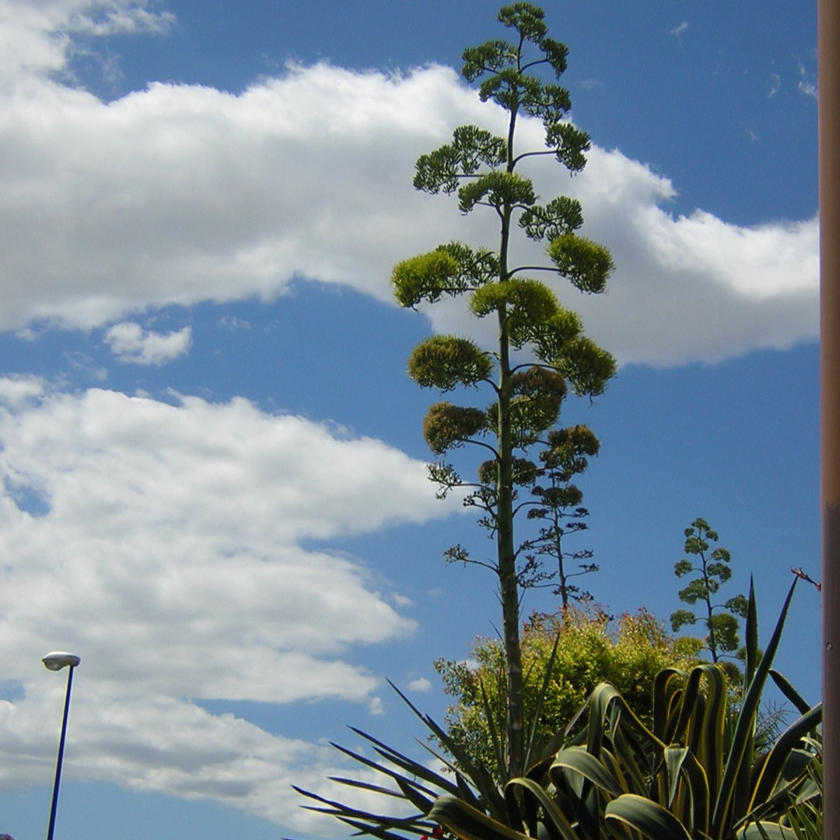 Agave tequilana - tequila agave (7cm square vase)