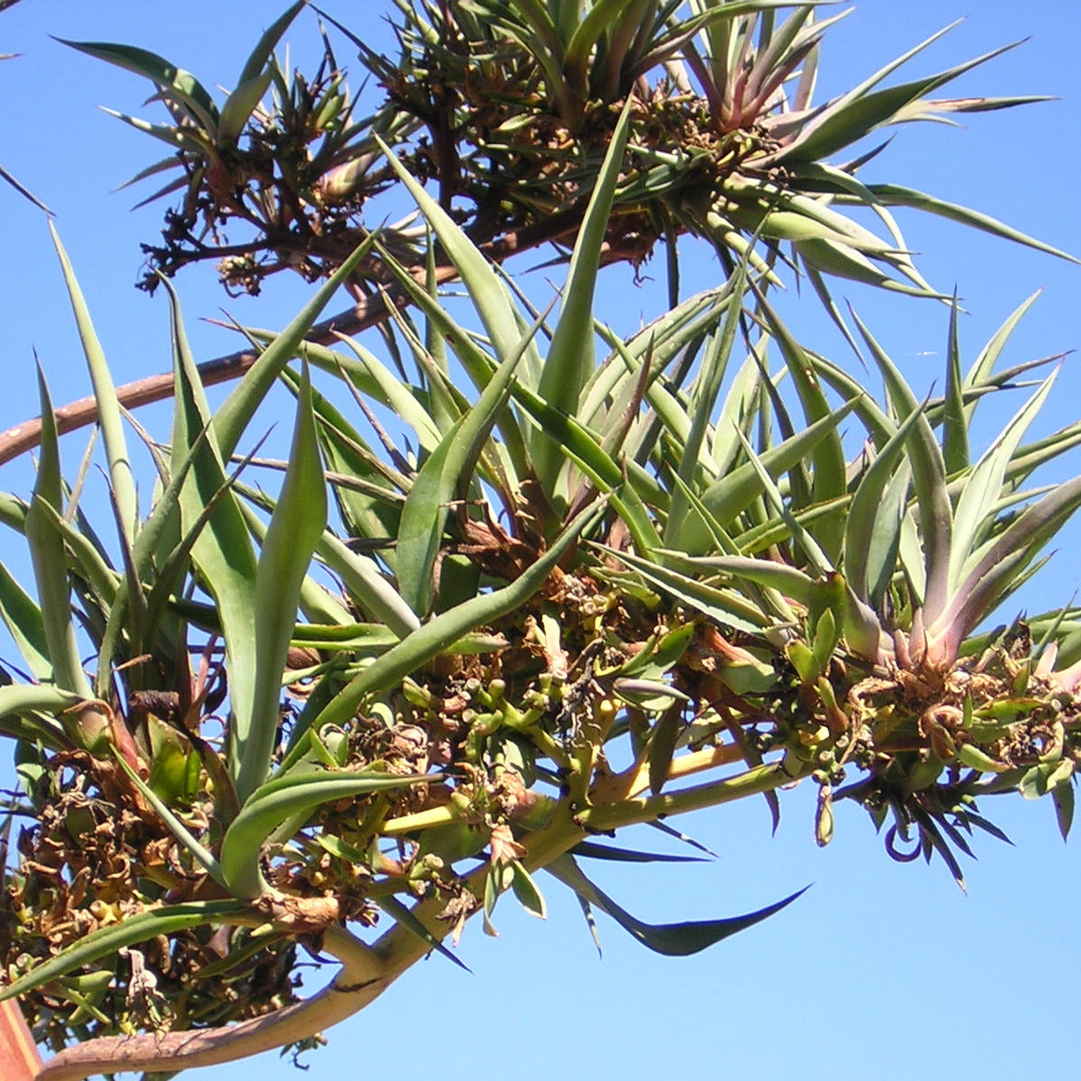 Agave tequilana - tequila agave (7cm square vase)