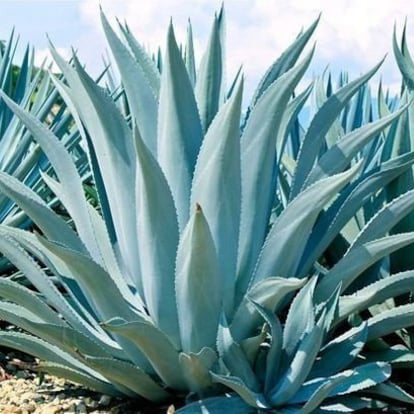 Agave tequilana - tequila agave (7cm square vase)