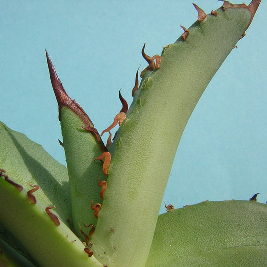 Agave titanota - agave (Vaso quadro 9x9x10 cm)