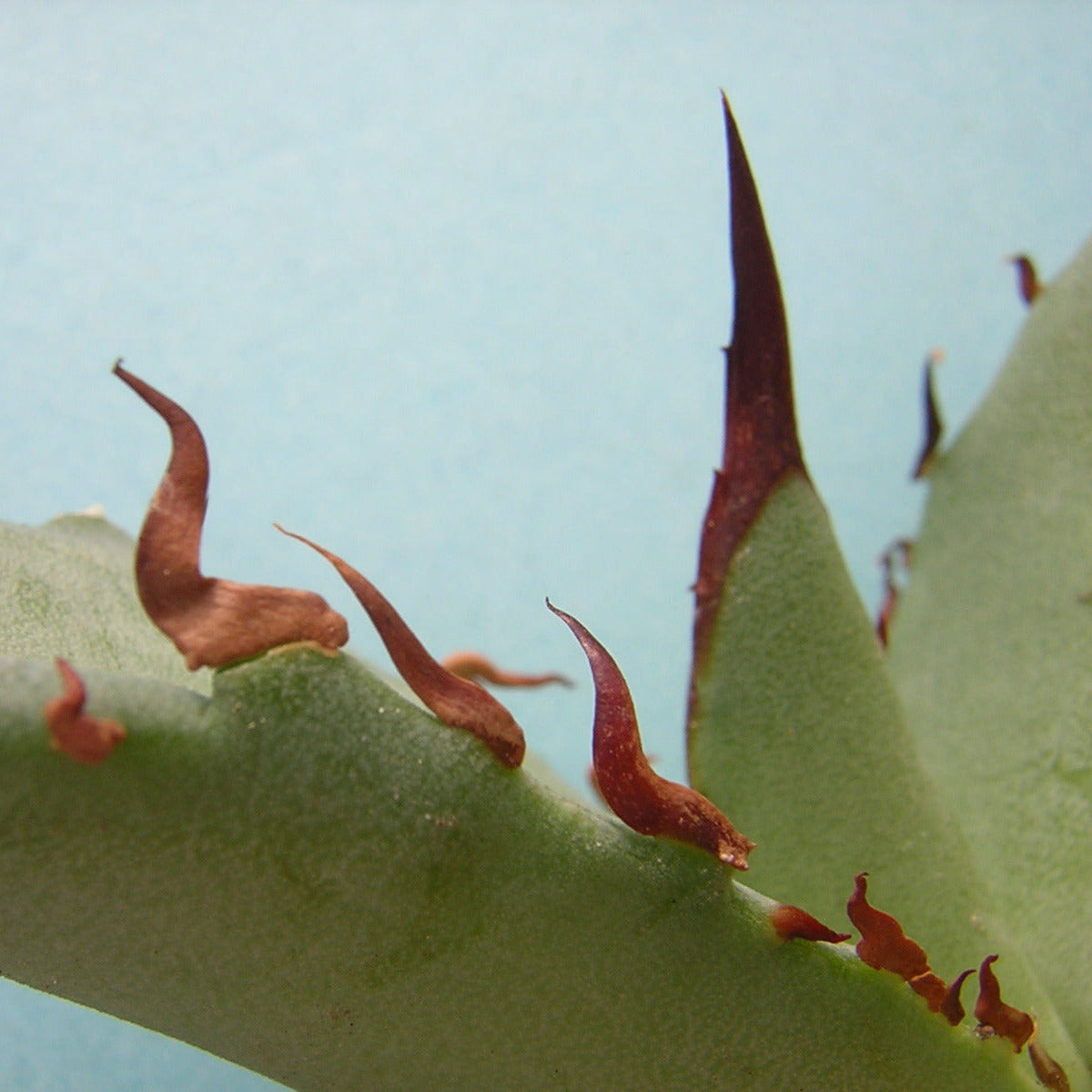 Agave titanota - agave (Square pot 9x9x10 cm)