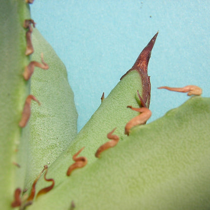 Agave titanota - agave (Square pot 9x9x10 cm)