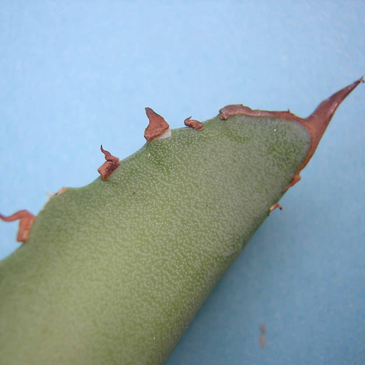 Agave titanota - agave (Square pot 9x9x10 cm)