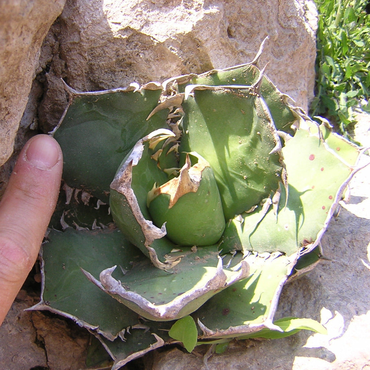 Agave titanota - agave (Square pot 9x9x10 cm)