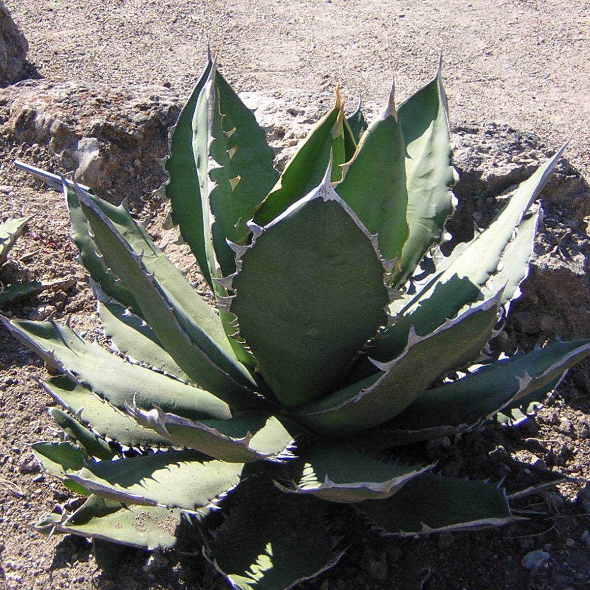 Agave titanota - agave (Square pot 9x9x10 cm)