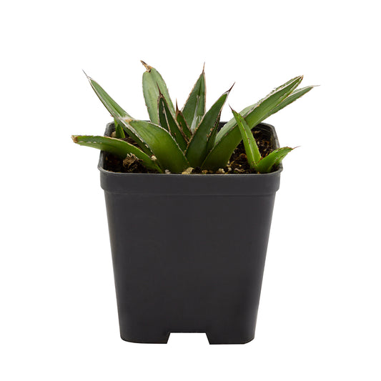 Agave victoriae-reginae fma. caespitosa - agave della regina cespitosa (Vaso quadro 7x7x10 cm)