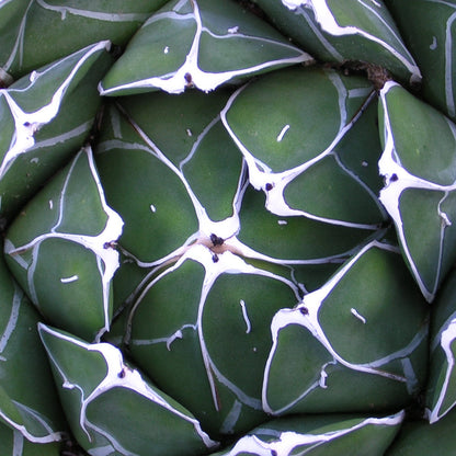 Agave victoriae-reginae - queen's agave (25 cm low vase)