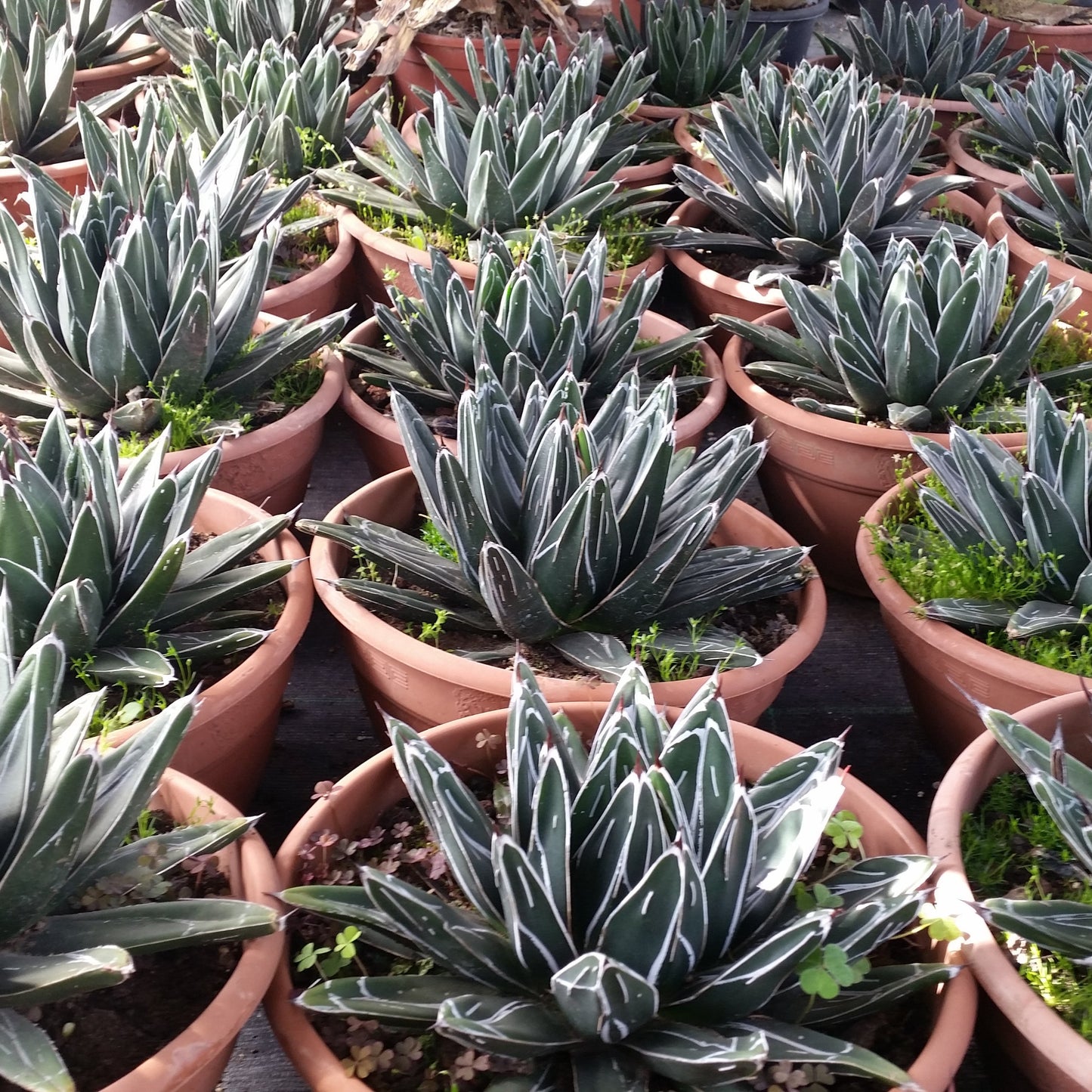 Agave victoriae-reginae - queen's agave (25 cm low vase)