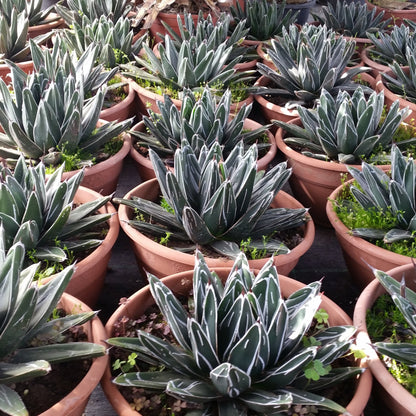 Agave victoriae-reginae - queen's agave (25 cm low vase)