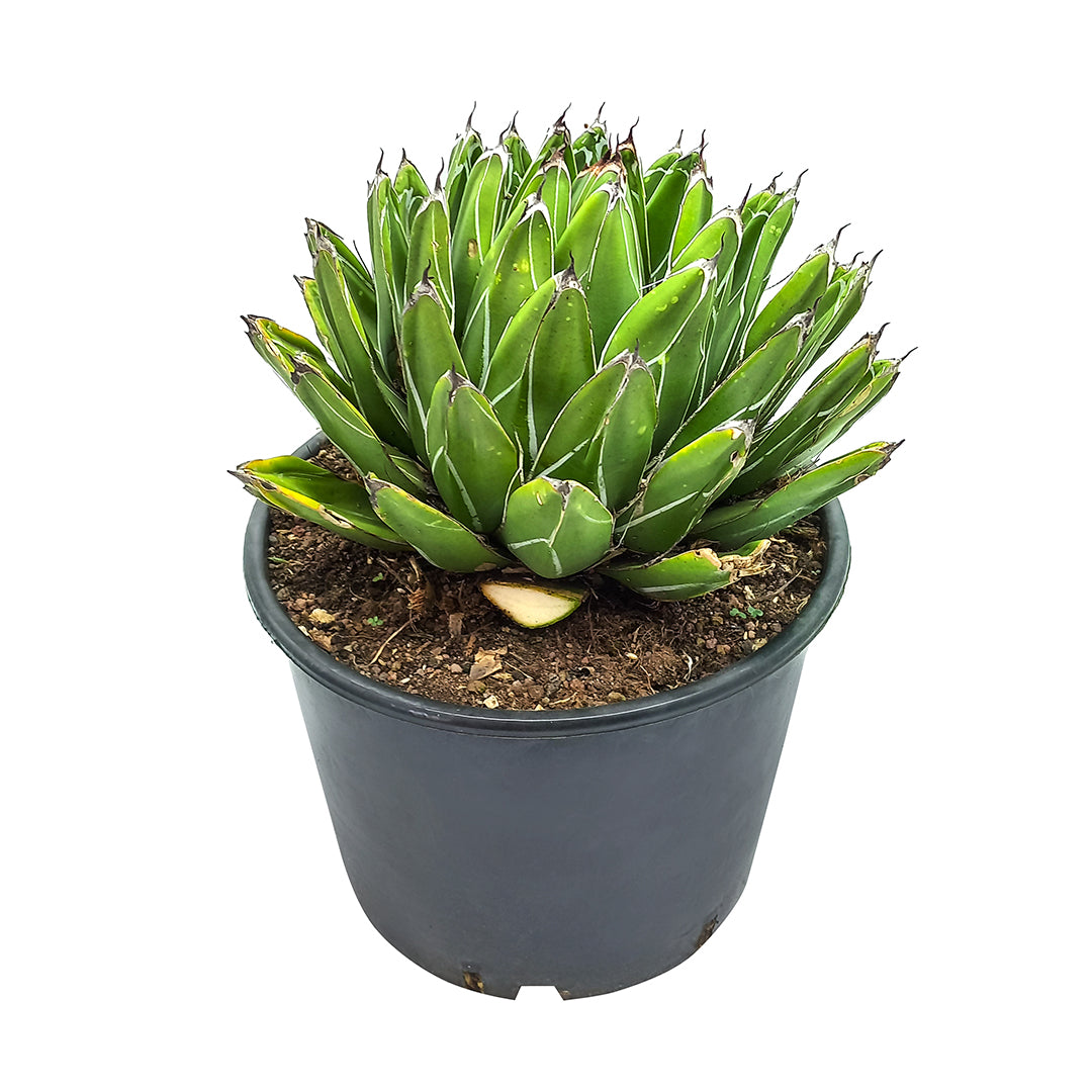 Agave victoriae-reginae - queen's agave (25 cm low vase)