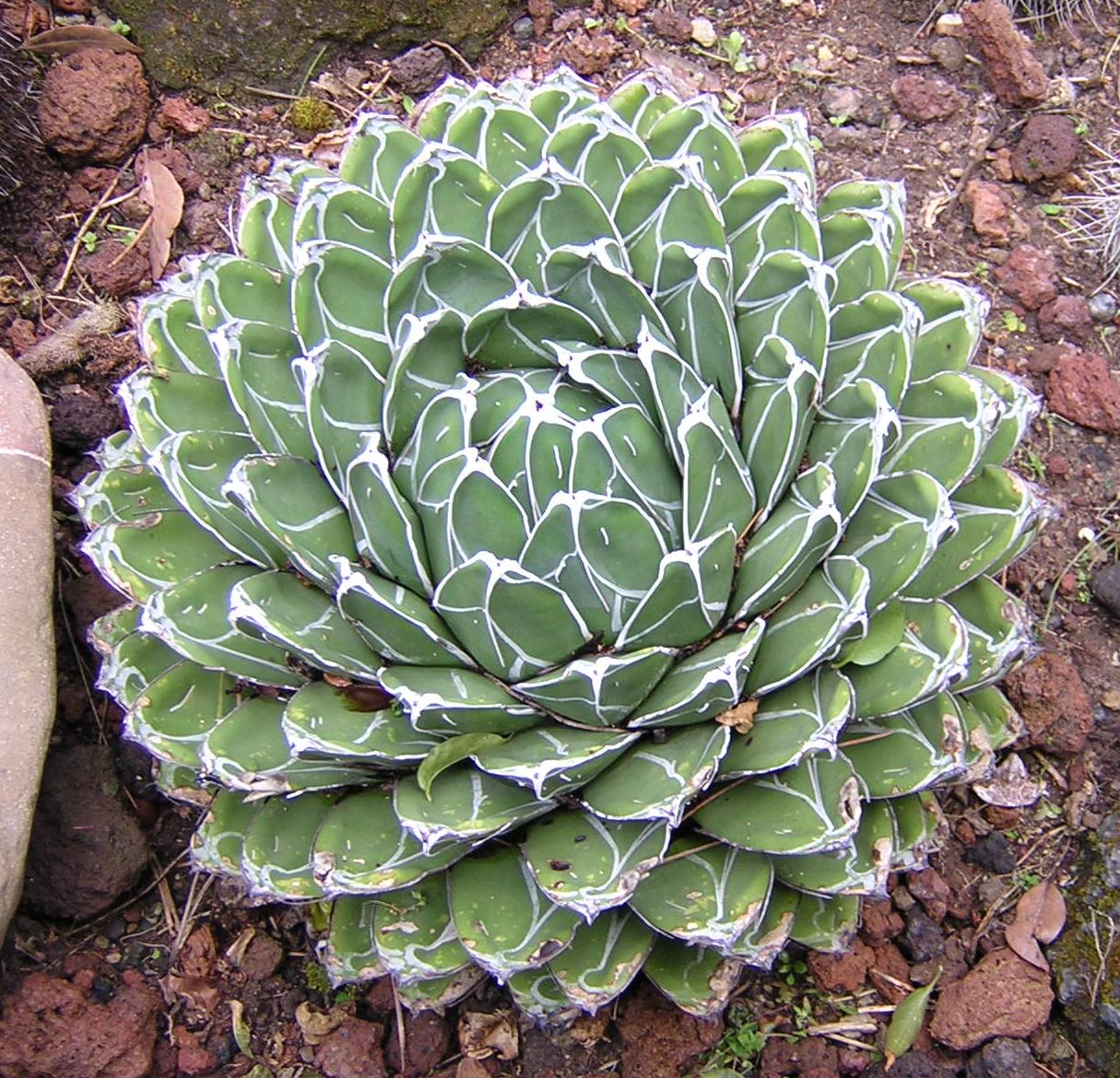 Agave victoriae-reginae - queen's agave (25 cm low vase)